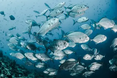 Palau island