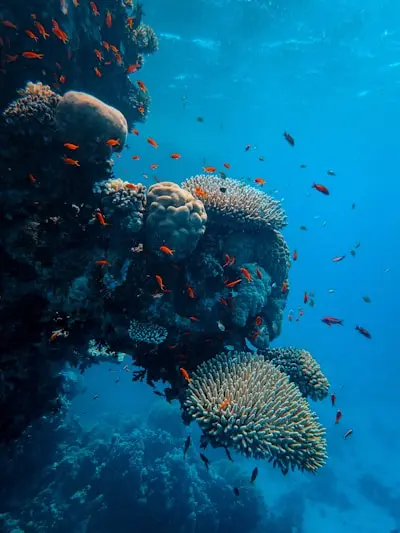 Palau inspection